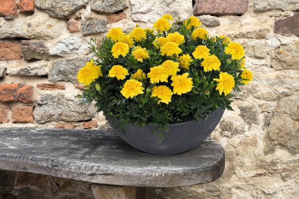 Tagetes
             
                        patula
             
                        Super Hero™
             
                        Deep Yellow