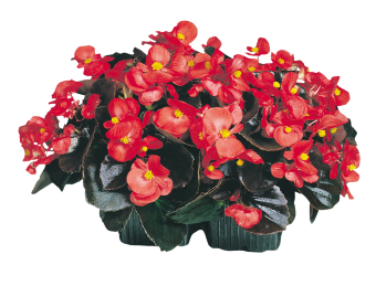 Begonia
             
                        semperflorens F₁
             
                        Cocktail®
             
                        Vodka
