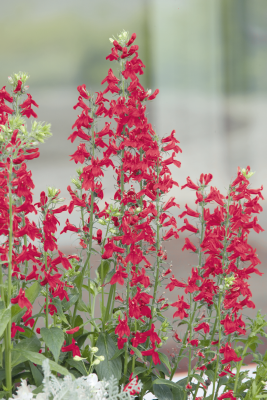 
                        Lobelia
             
                        speciosa F₁
             
                        Fan®
             
                        Burgundy
            