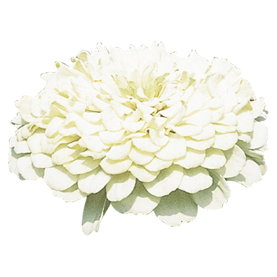 
                        Zinnia
             
                        elegans
             
                        Benarys Riesen
             
                        White
            