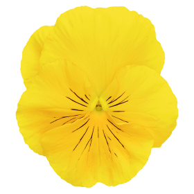 Inspire® DeluXXe Yellow