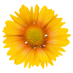Gaillardia x grandiflora Arizona Apricot