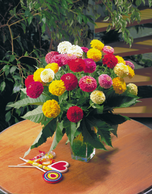 Zinnia
             
                        elegans
             
                        Oklahoma
             
                        Mix