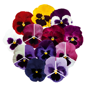 PANSY BLACK FLOWER- 100Seeds.Viola Wittrockiana Biennial rare BLACK flowers.