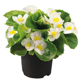   Super Olympia® White