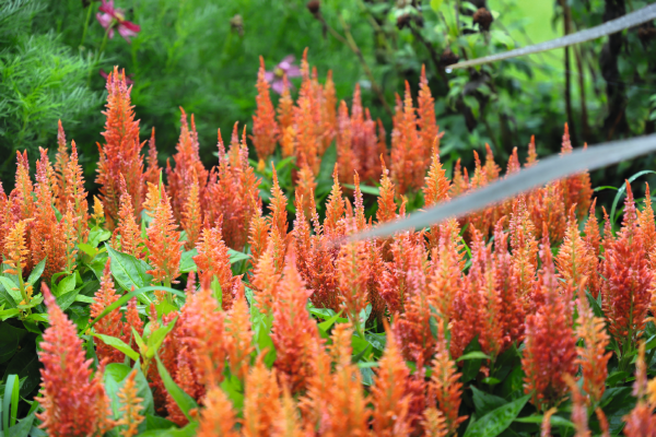 
                        Celosia
             
                        plumosa
             
                        Fresh Look
             
                        Orange
            