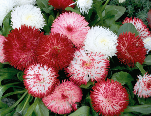 
                        Bellis
             
                        perennis
             
                        Habanera®
             
                        Mix
            