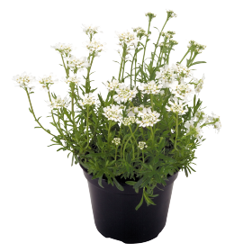 Iberis sempervirens Snow Flurries 