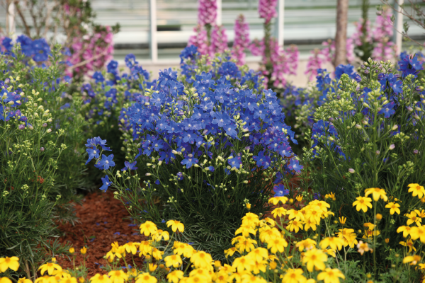 
                        Delphinium
             
                        grandiflorum
             
                        Blue Mirror
            