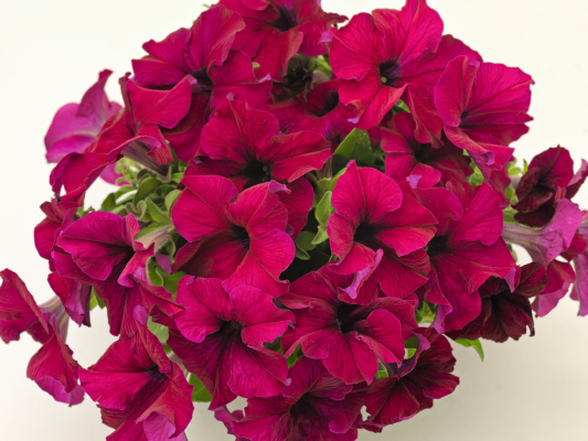 
                        Petunia
             
                        x hybrida F₁
             
                        SUCCESS! 360°
             
                        Burgundy IMPROVED
            