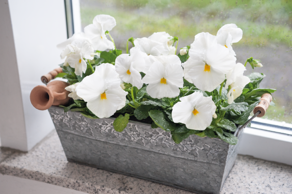 
                        Viola
             
                        wittrockiana F₁
             
                        Inspire® DeluXXe®
             
                        White
            
