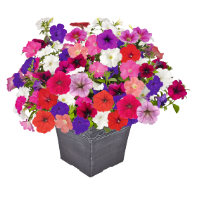   SUCCESS!® TR Maxi Mix