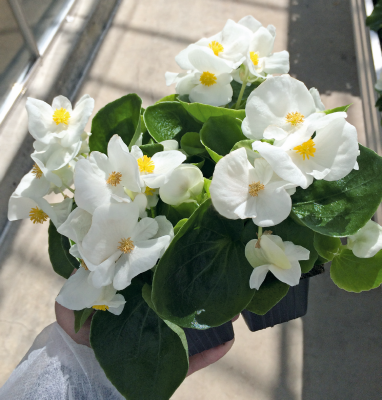 
                        Begonia
             
                        semperflorens F₁
             
                        Super Cool
             
                        White
            