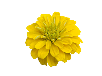 
                        Zinnia
             
                        elegans
             
                        Zinnita
             
                        Yellow
            