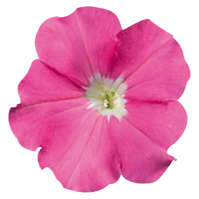   Celebrity Pink