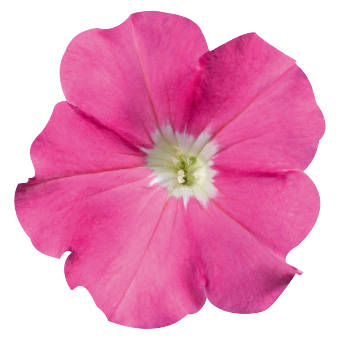 
                        Petunia
             
                        x hybrida F₁
             
                        Celebrity
             
                        Pink
            