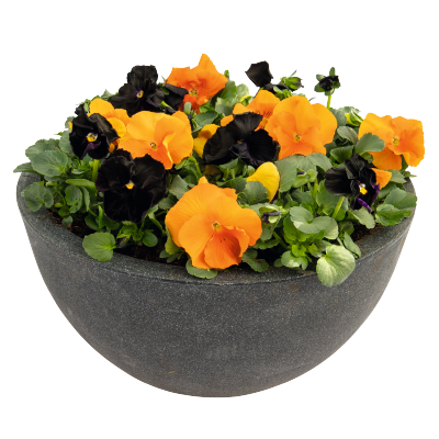 Viola wittrockiana F₁ Inspire® Plus Jack-o-Lantern Mix | Benary