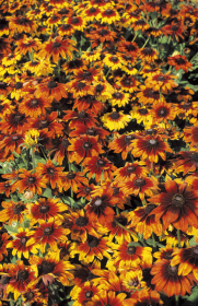 Rudbeckia hirta Autumn Colors