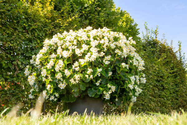 Begonia
             
                        x benariensis F₁
             
                        BIG®
             
                        White Green Leaf