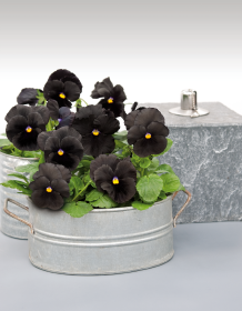 Viola wittrockiana F₁ Atlas