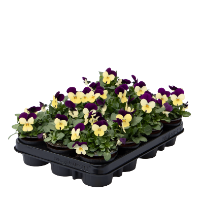 
                        Viola
             
                        cornuta F₁
             
                        Admire®
             
                        Limoncello Purple Wing
            