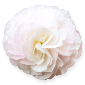 Nonstop® Appleblossom