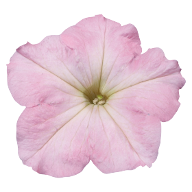 Petunia x hybrida F₁ Celebrity Chiffon Morn