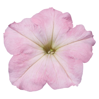 
                        Petunia
             
                        x hybrida multiflora F₁
             
                        Celebrity
             
                        Chiffon Morn
            
