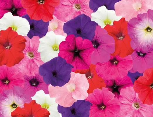 
                        Petunia
             
                        x hybrida F₁
             
                        SUCCESS! TR
             
                        Maxi Mix
            