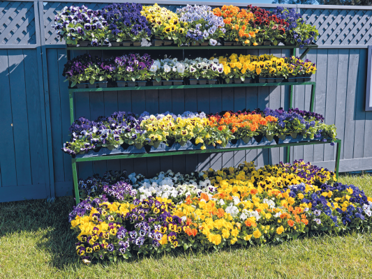 Viola wittrockiana F₁ Inspire® Plus Maxi Mix | Benary