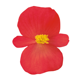 Begonia semperflorens F₁ Cocktail® Vodka