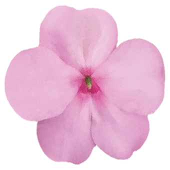 
                        Impatiens
             
                        walleriana F₁
             
                        Lollipop
             
                        Pink Lemonade (Light Pink)
            