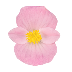 Begonia semperflorens F₁ Cocktail® Brandy®