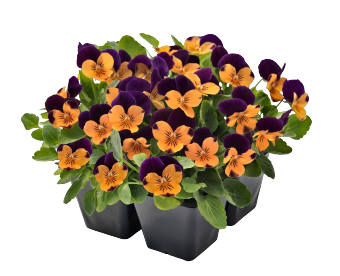 
                        Viola
             
                        cornuta F₁
             
                        Admire®
             
                        Orange Purple Wing
            