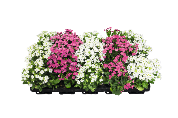 
                        Arabis
             
                        caucasica
             
                        Catwalk
            