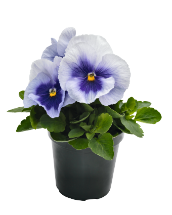 
                        Viola
             
                        wittrockiana F₁
             
                        Inspire® Plus
             
                        Metallic Blue Blotch
            
