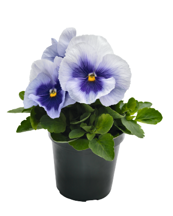 Viola
             
                        wittrockiana F₁
             
                        Inspire® Plus
             
                        Metallic Blue Blotch