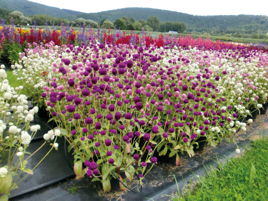 
                        Gomphrena
             
                        globosa
             
                        Las Vegas
             
                        Mix
            