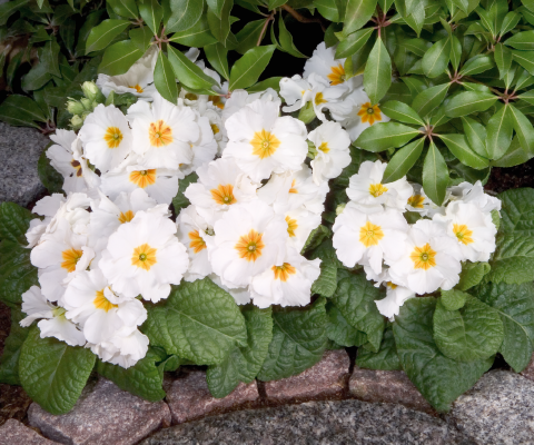 
                        Primula
             
                        elatior F₁
             
                        Piano
             
                        White
            