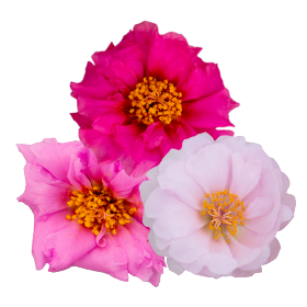   Sundial Valentine Mix