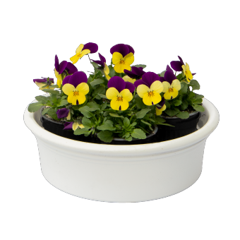 
                        Viola
             
                        cornuta F₁
             
                        Admire®
             
                        Limoncello Purple Wing
            