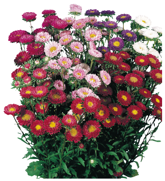 Callistephus
chinensis
Fan®
Pink