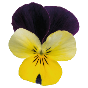 Admire® Lemon Purple Wing