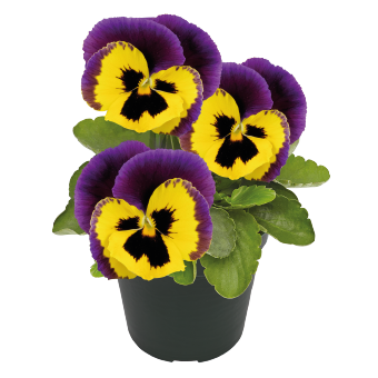 
                        Viola
             
                        wittrockiana F₁
             
                        Inspire® Plus
             
                        Yellow Purple Wing
            