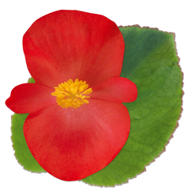   BIG® Red Green Leaf