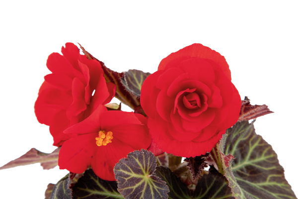 
                        Begonia
             
                        tuberhybrida F₁
             
                        Nonstop® Mocca
             
                        Deep Red   IMRPOVED
            