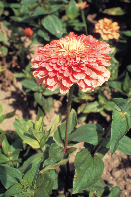 Zinnia
elegans
Benary's Giant
Salmon Rose