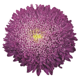 Benary's Princess Blue