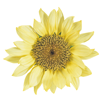 Helianthus
annuus
Pacino®
Lemon