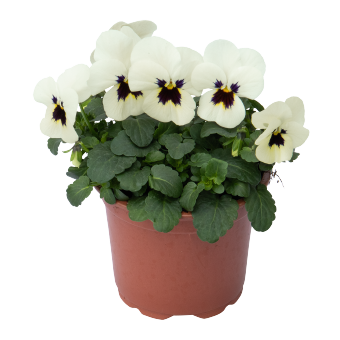 
                        Viola
             
                        cornuta F₁
             
                        Admire®
             
                        Ivory Blotch
            